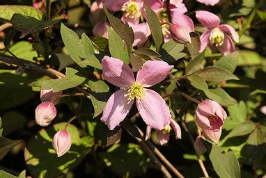 Clematis 'Fragrant Spring' Montana - 1 Gallon Potted Vine