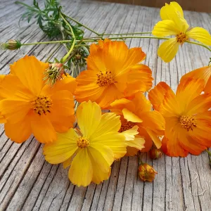 Cosmos Sulfureux - semences bio