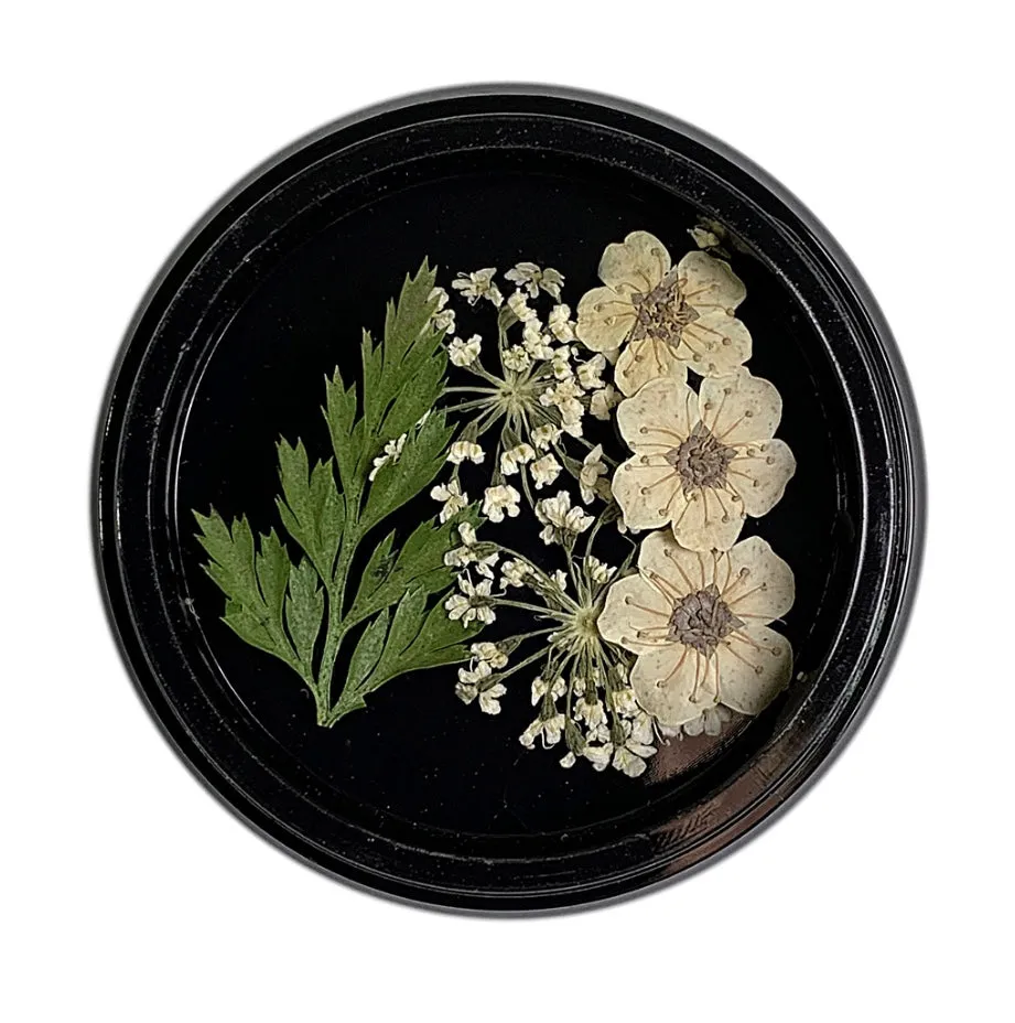 Cream Dried Flowers