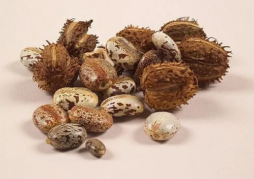 Huile Végétale De Ricin