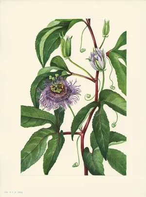 Maypop