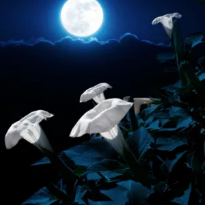 Moonflower Tall Night Flowering Seeds