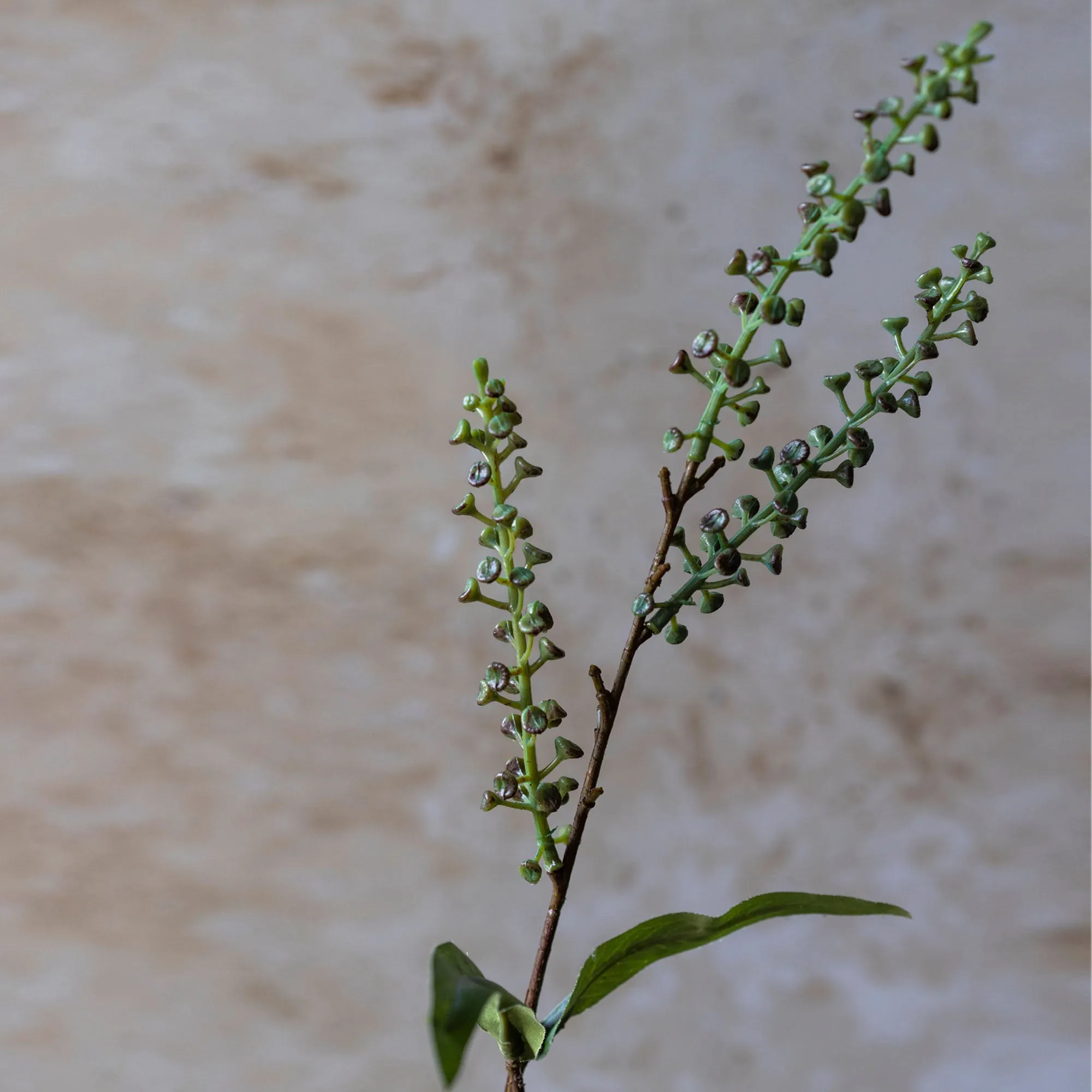 Myrtle Stem