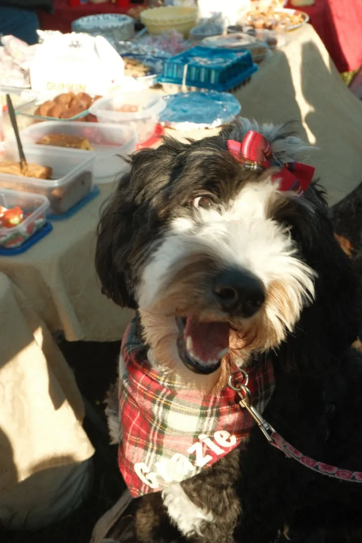 Navy Daisy Dog Hair Bow