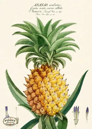 PDXC19308b -- Pineapples