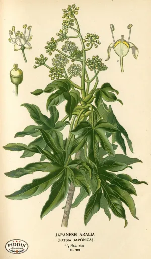 PDXC3970 -- Flowers