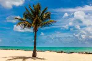 Tropical Palm